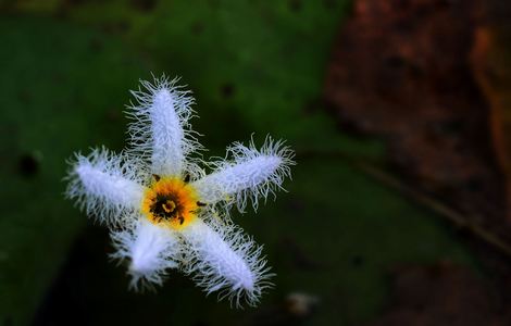 桃蕊初开